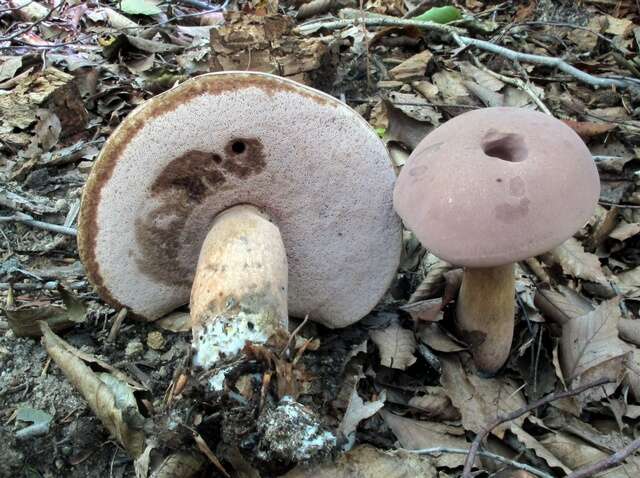 Image of Reddish brown bitter bolete