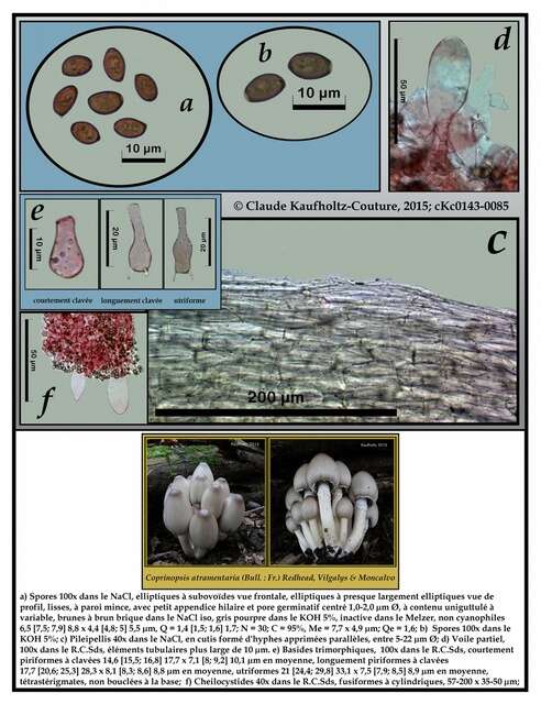 Psathyrellaceae resmi