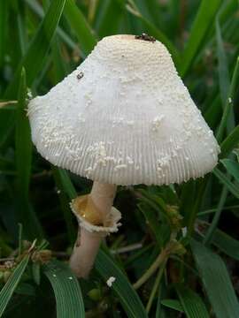 Image of Leucocoprinus