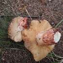 Image de Russula ventricosipes Peck 1902