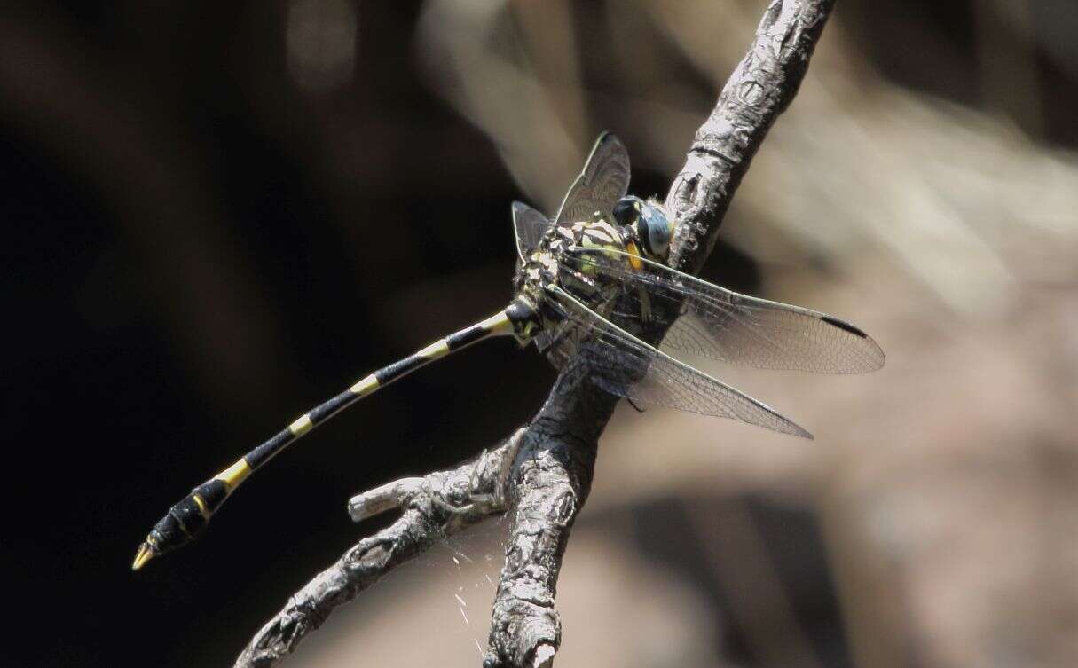 Image of Southern Fingertail