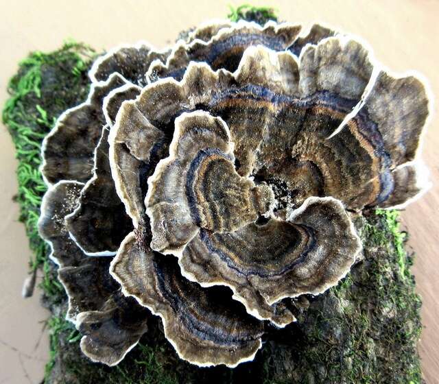 Image of Trametes