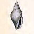 Image of Mitromorpha incerta (Pritchard & Gatliff 1902)