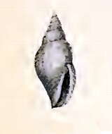 Image of Mitromorpha incerta (Pritchard & Gatliff 1902)