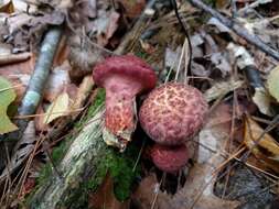 Image of Clinton’s boletus