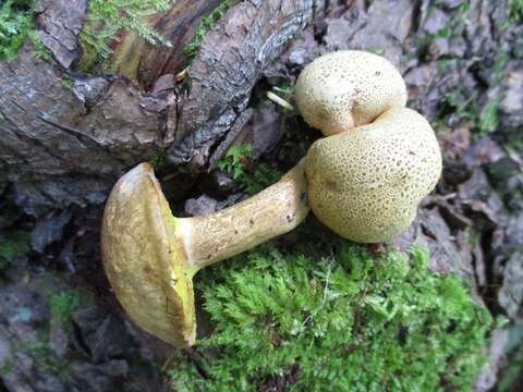 Image of Pseudoboletus