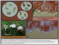 Image of Lepiota