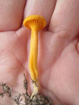 Image of Cantharellus minor Peck 1872