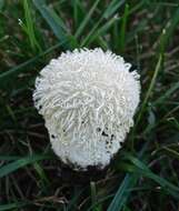 Image of Lycoperdon