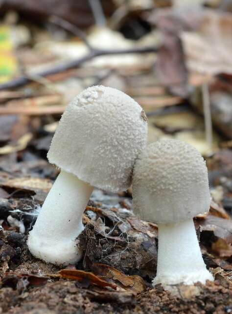 Image of Amanita farinosa Schwein. 1822