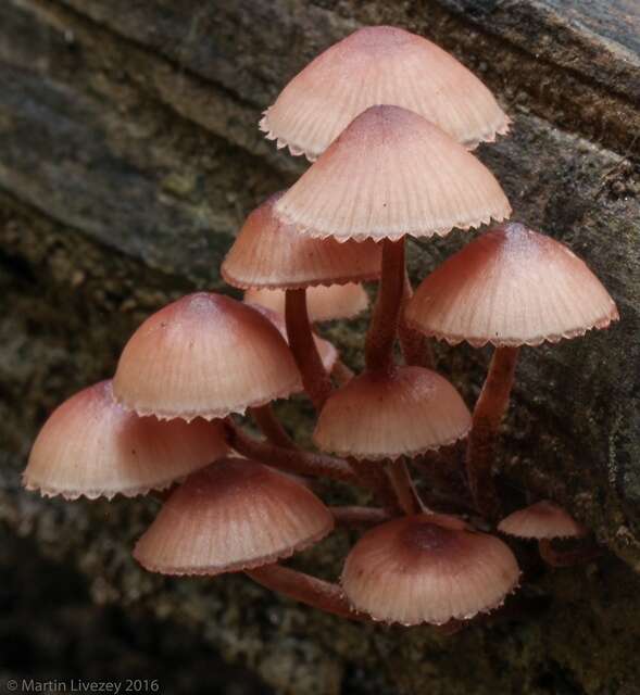 Image of Mycena