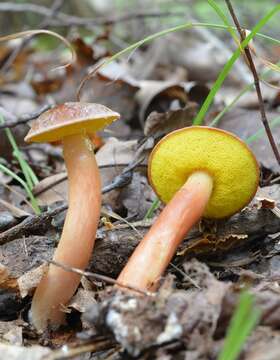 Image of Aureoboletus auriporus (Peck) Pouzar 1957