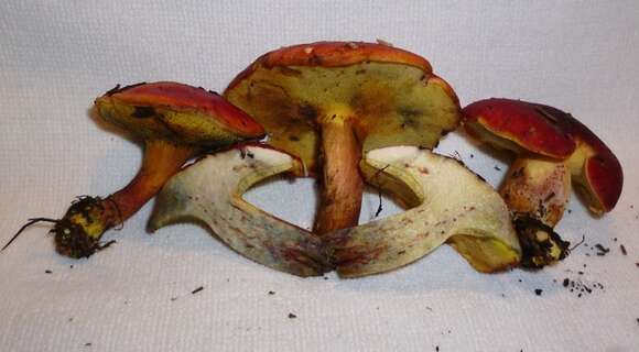 Image of Boletus purpureorubellus T. J. Baroni, Yetter & Norar. 1998