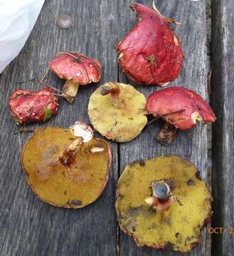 Image of Boletus purpureorubellus T. J. Baroni, Yetter & Norar. 1998