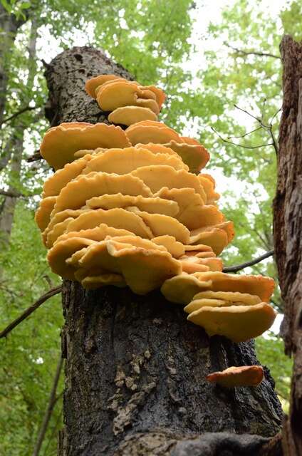 Image of Laetiporus