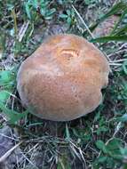 Image of Boletus durhamensis B. Ortiz, Bessette & McConnell 2016