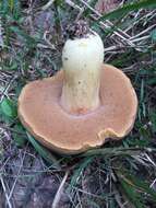 Image of Boletus durhamensis B. Ortiz, Bessette & McConnell 2016