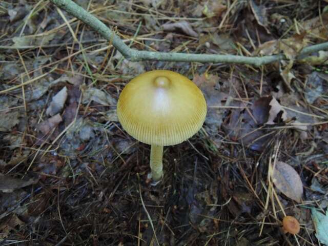 Image of Amanita sinicoflava Tulloss 1988