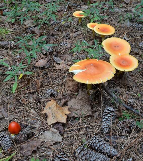 Image of American Caesar's Mushroom