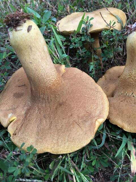 Sivun Boletus durhamensis B. Ortiz, Bessette & McConnell 2016 kuva