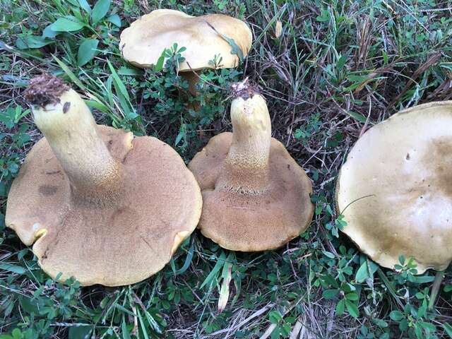 Sivun Boletus durhamensis B. Ortiz, Bessette & McConnell 2016 kuva