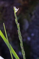 Image of spike fescue