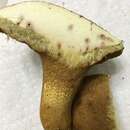 Image of Boletus durhamensis B. Ortiz, Bessette & McConnell 2016