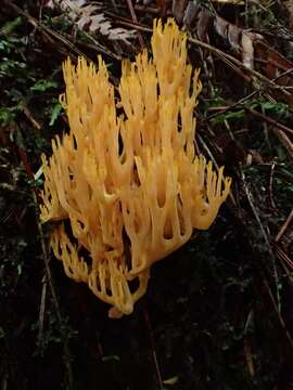 Image of Ramaria sandaracina Marr & D. E. Stuntz 1974