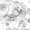 Image of Tricholoma manzanitae T. J. Baroni & Ovrebo 1983