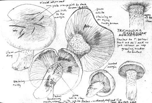 Image of Tricholoma manzanitae T. J. Baroni & Ovrebo 1983