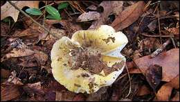 Image of Tricholoma sejunctum (Sowerby) Quél. 1872