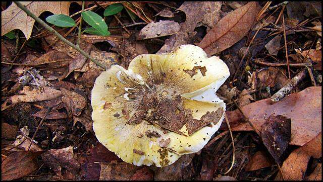 Image of Tricholoma sejunctum (Sowerby) Quél. 1872