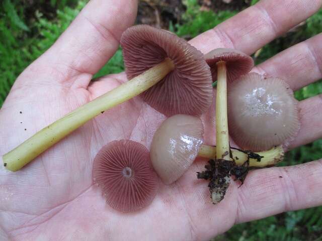 Image of Mycena rutilantiformis (Murrill) Murrill 1916