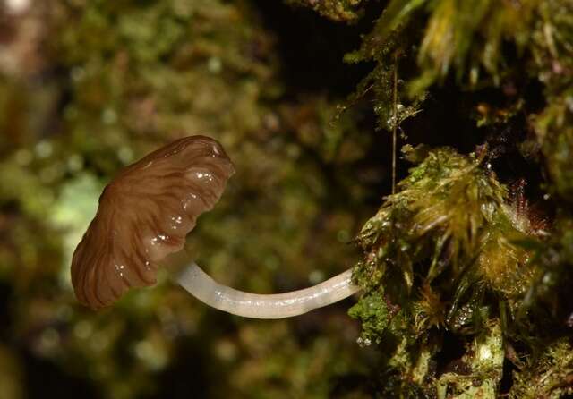 Image of Mycena globulispora Maas Geest. & de Meijer 1997