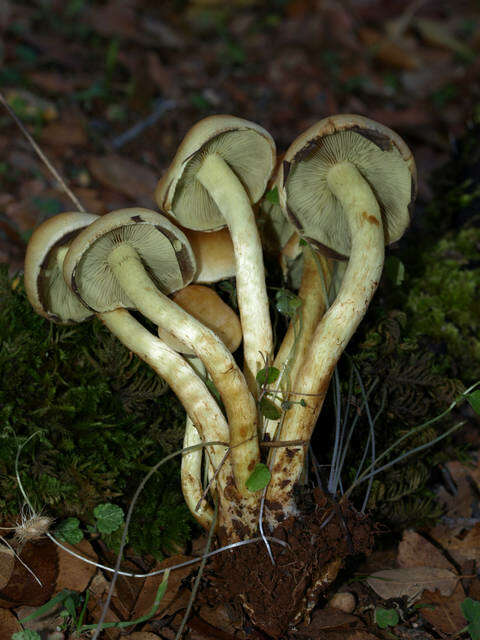 Imagem de Hypholoma