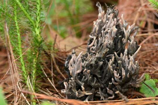 Plancia ëd Helminthosphaeriaceae