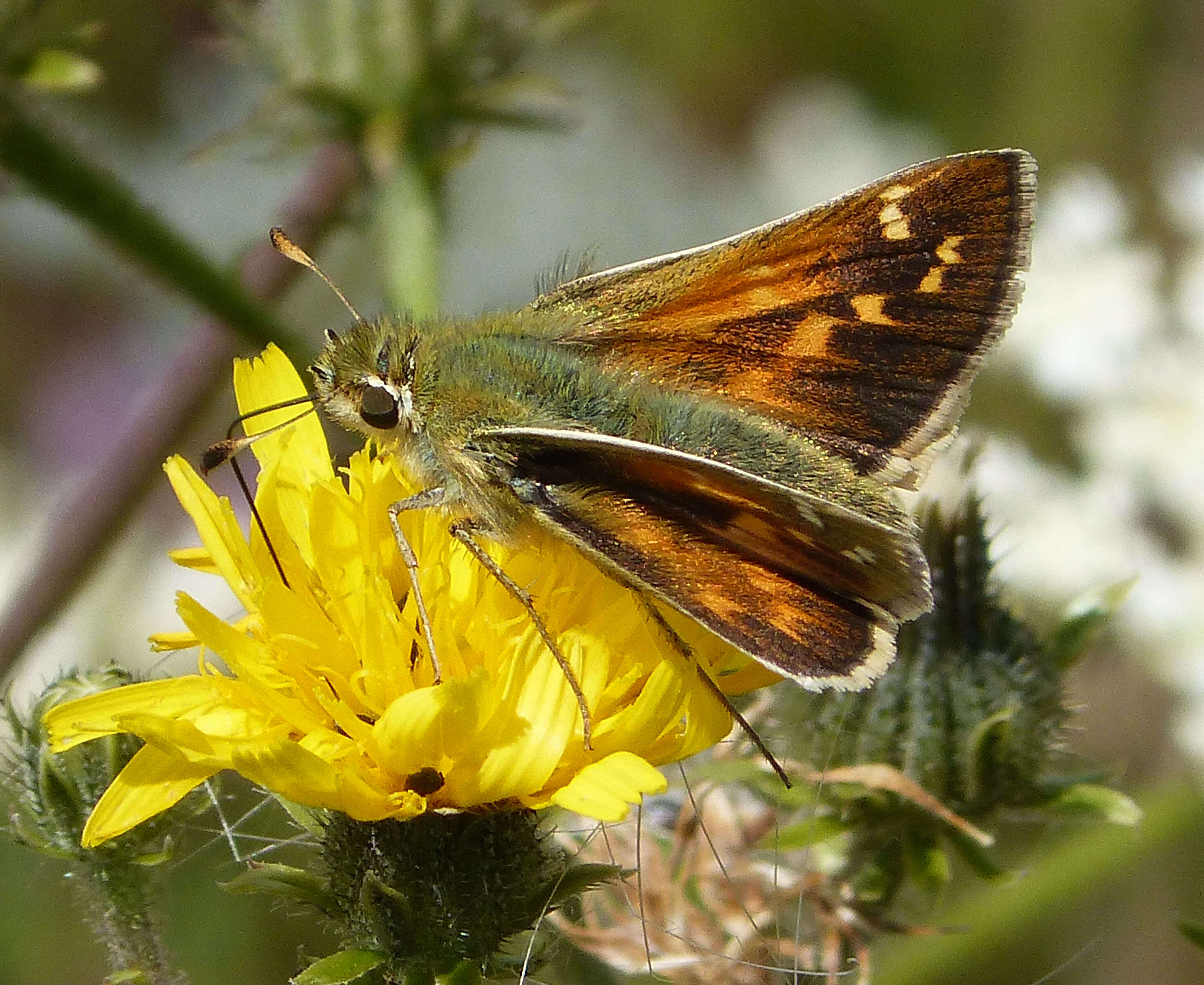 Image of Common Branded Skipper