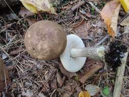 Image of Leccinum