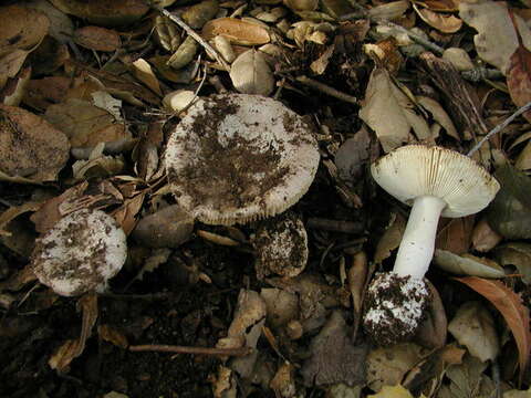 Image of Amanita calyptratoides Peck 1909