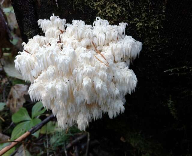 Image of Hericium abietis (Weir ex Hubert) K. A. Harrison 1964