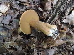 Image de Suillus punctipes (Peck) Singer 1945