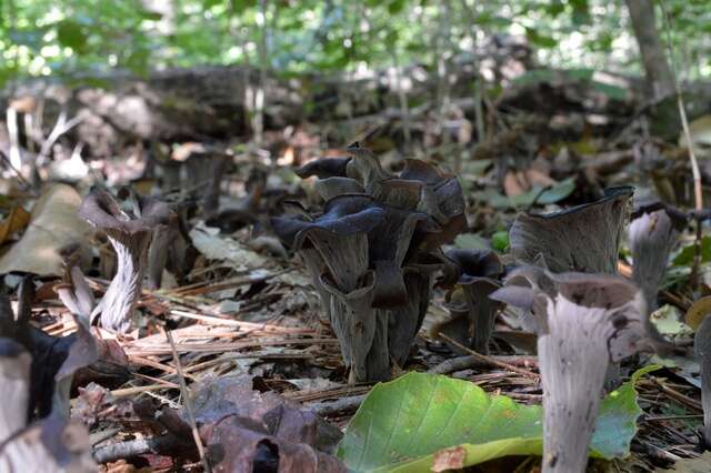 Image of Craterellus