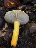 Image of Russula flavida Frost 1880