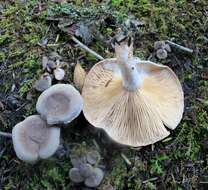 Image of Lactarius hibbardiae Peck 1908