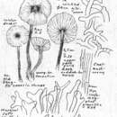 Слика од Gymnopus erythropus (Pers.) Antonín, Halling & Noordel. 1997