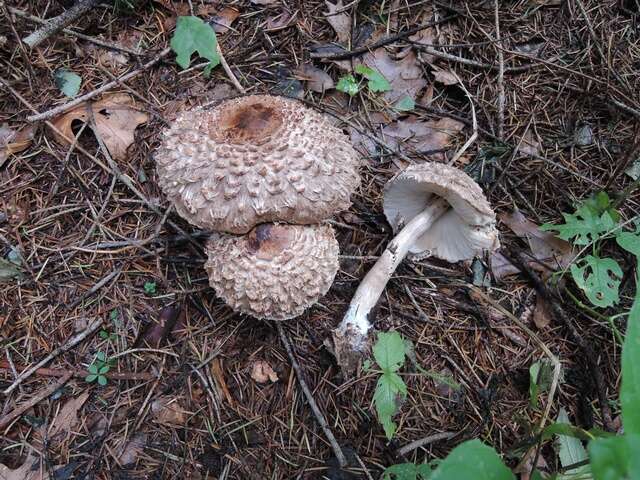 Image of Chlorophyllum