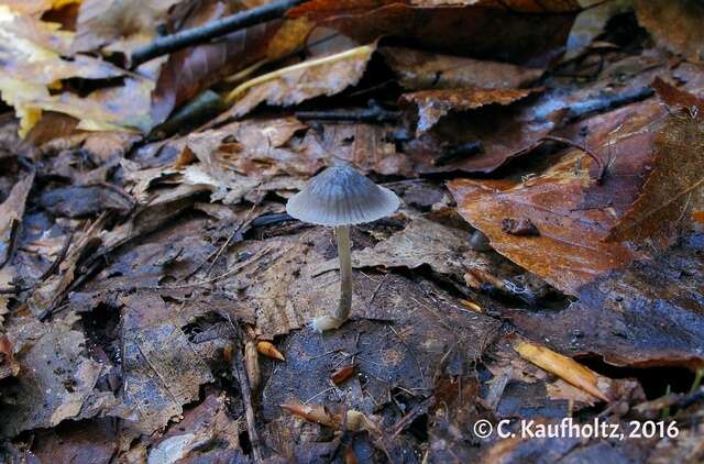 Image of Mycena mackinawensis A. H. Sm. 1953