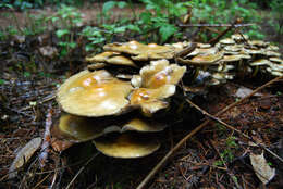 Image of Hypholoma