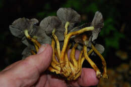 Image of Hypholoma