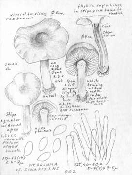 Hebeloma quercetorum Quadr. 1993 resmi